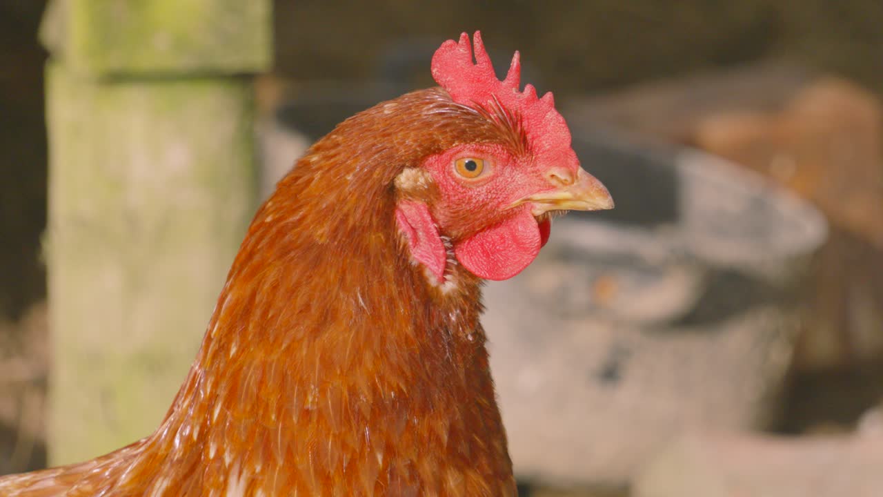 Slow Motion Close Up of Laying Chicken Hen on Farm in Countryside. Exploring Environment Roaming Meadow on Sunlit Morning. Rural Farmyard Animal Footage 4K.