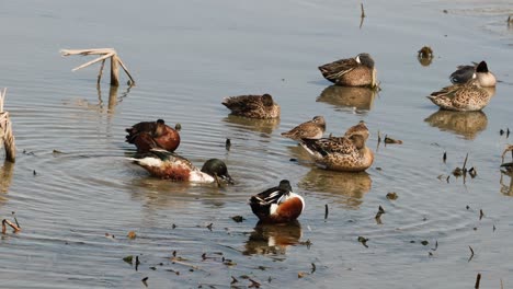 Gruppe-Von-Nördlichen-Löffelenten-Und-Zimt-Knickenten-In-Seichten-Gewässern-Entlang-Des-Golf-Intercoastal-Wasserwegs