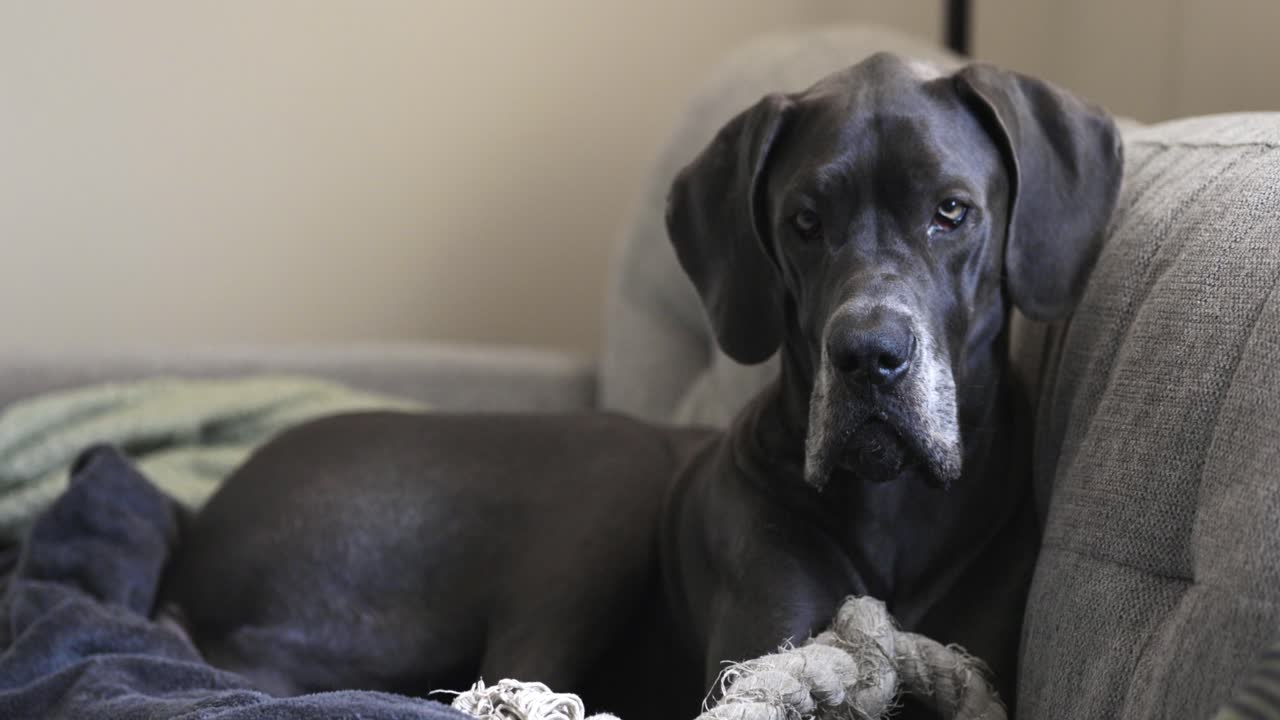gran danés azul hembra comiendo un regalo para perros en el sofá