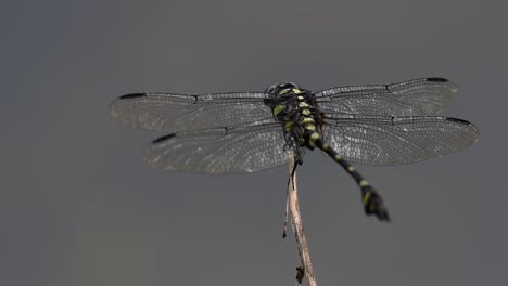 Die-Gemeine-Flanschschwanzlibelle-Kommt-Häufig-In-Thailand-Und-Asien-Vor