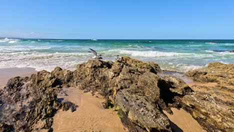 gaviota en las rocas con las olas chocando
