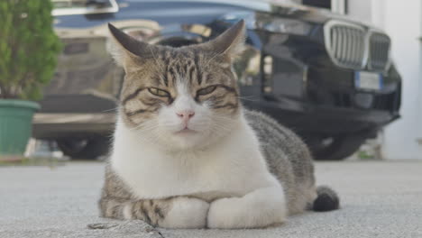 street cat resting in greece in vertical