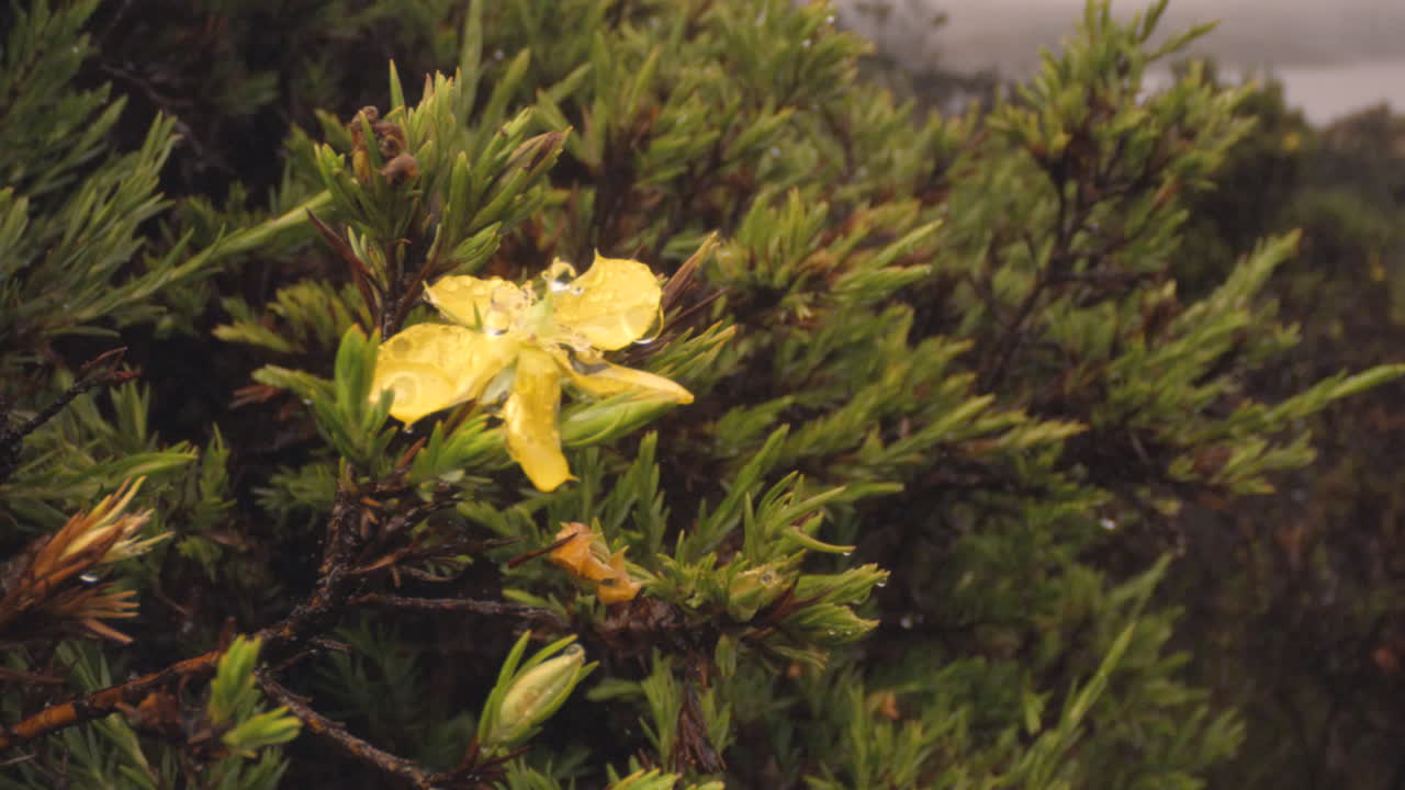 forest and vegetation, close up