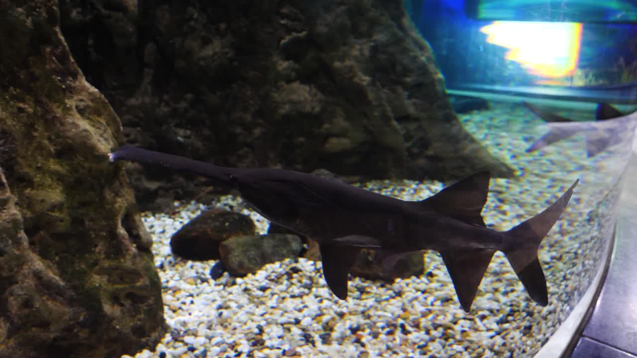 peces de hocico largo en un acuario