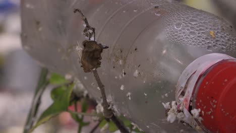 Botellas-De-Plástico-Atascadas-En-La-Planta-Moribunda-Del-árbol-Cerca-De-4k-Asia,-Tailandia-Filmada-Con-Sony-Ax700