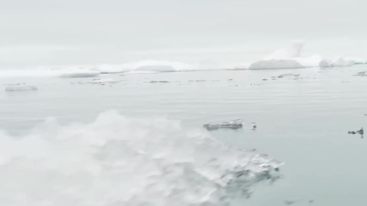 해마는 북극 3의 자연 얼음 서식지에 산다.