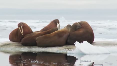 la morsa vive en un hábitat de hielo natural en el ártico 3