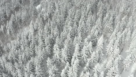 flying over white frozen winter forest with snowy pine trees, turning right