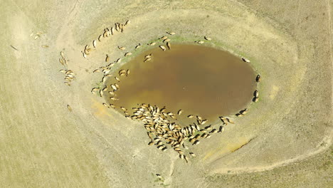 healthy cows need lots of hydration