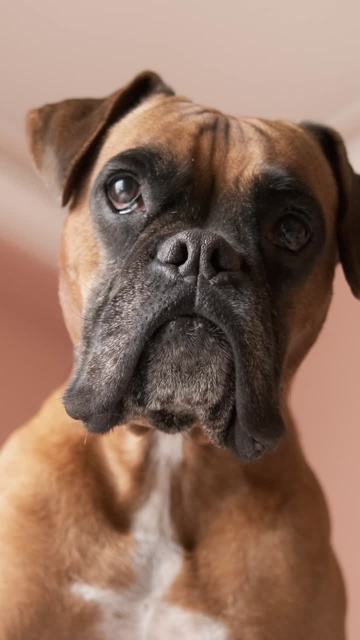 Attentive boxer dog standing against wall and ceiling in room. Vertical footage