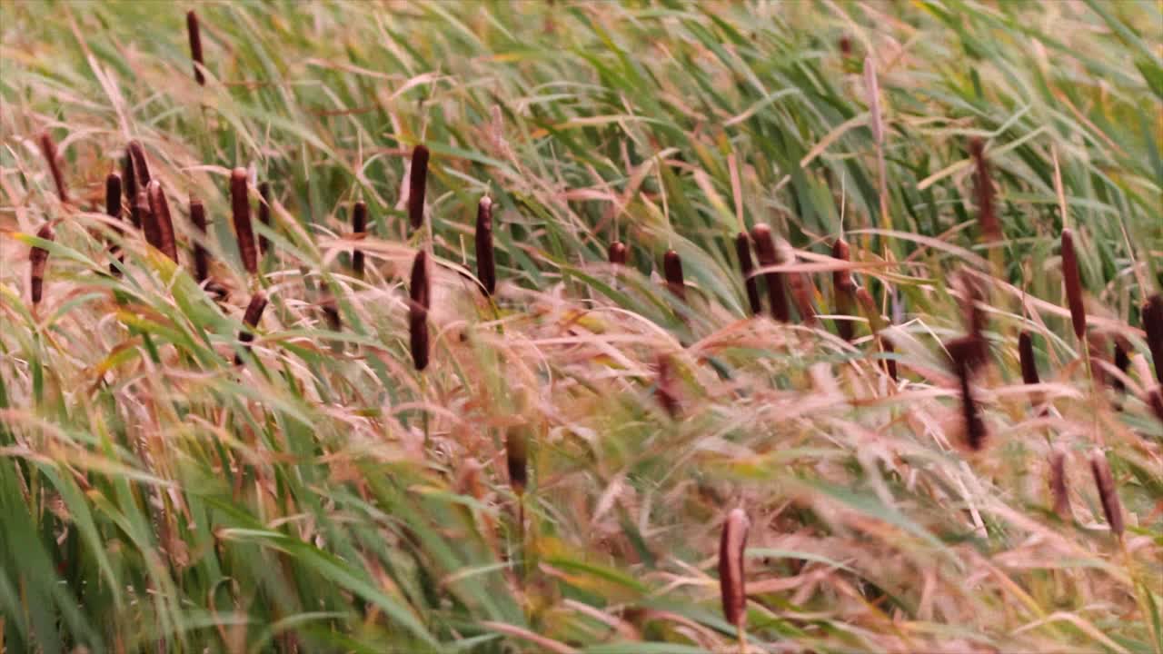 Cattail reeds in shallow marsh are blown around in a strong wind
