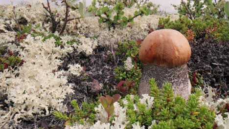 beautiful boletus edulis mushroom in arctic tundra moss. white mushroom in beautiful nature norway natural landscape. mushrooms season.