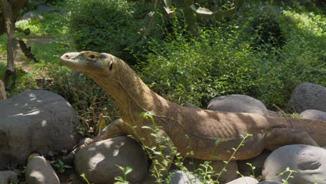 one-Komodo-dragon-resting-in-the-sunlight-on-the-ground,-lateral-static-shot