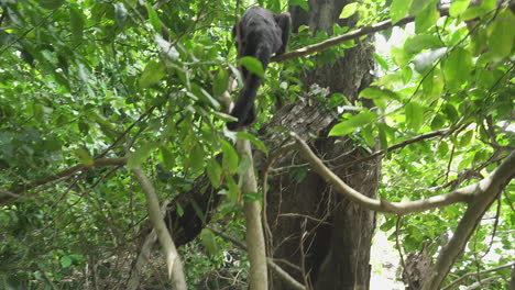 capuchin monkey climbing up a tree in manuel antonio national park, costa rica