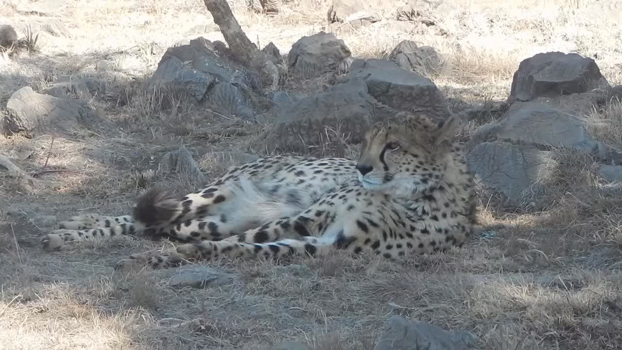 a Cheetah resting in the shade of a tree