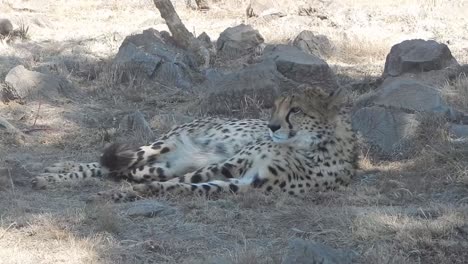 a cheetah resting in the shade of a tree