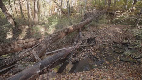 Water flowing past dead trees through rocks and autumn leaves in Wissahickon