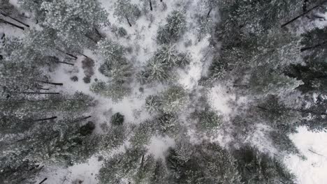 birds eye view aerial sweeping shot of winter pine tree forest with snow