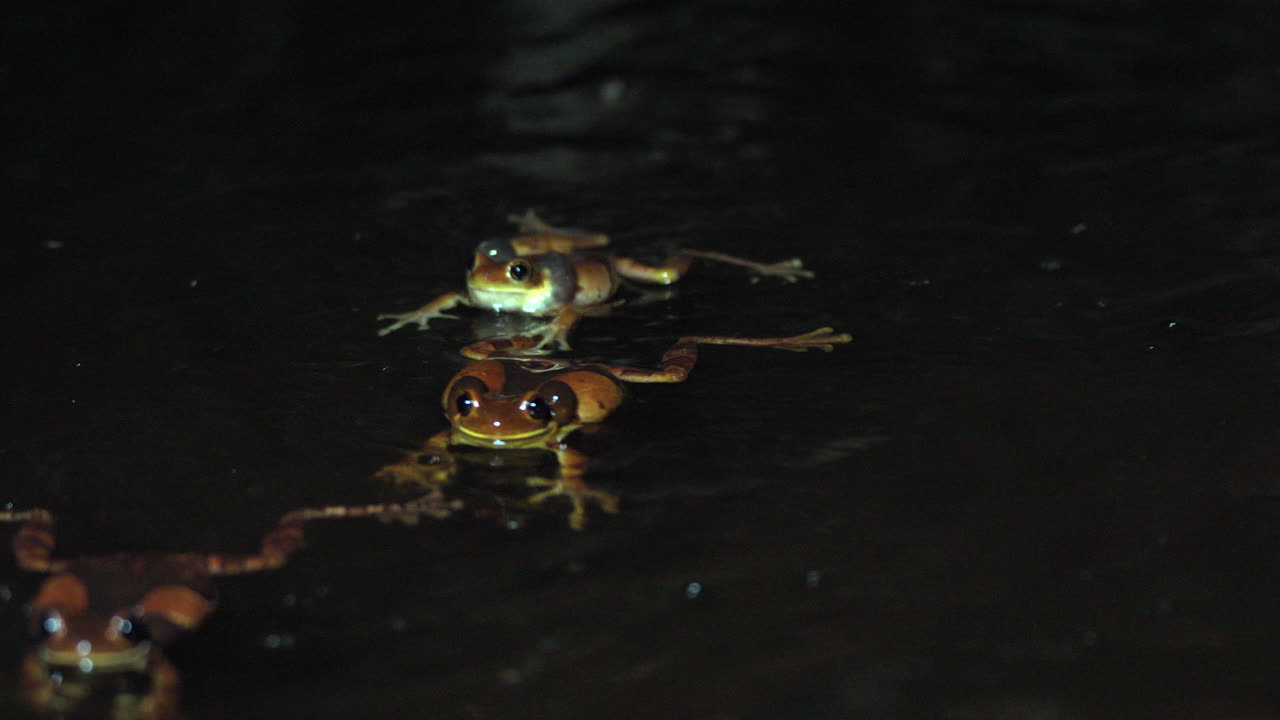 암 개구리 와 짓기를 하려고 하는 개구리 의 근접 촬영