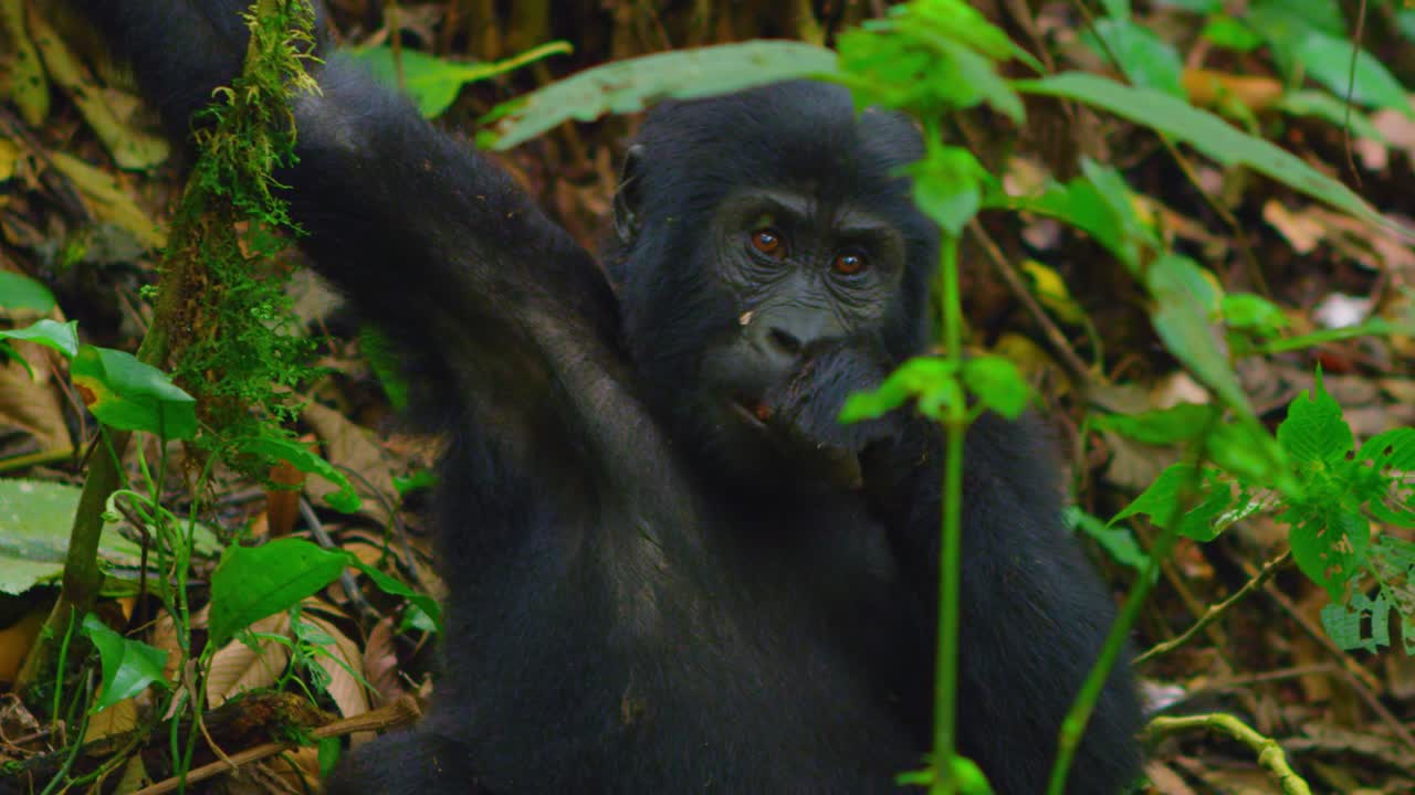 Cucciolo di gorilla selvatico che mangia in natura con occhi bellissimi che guardano con curiosità