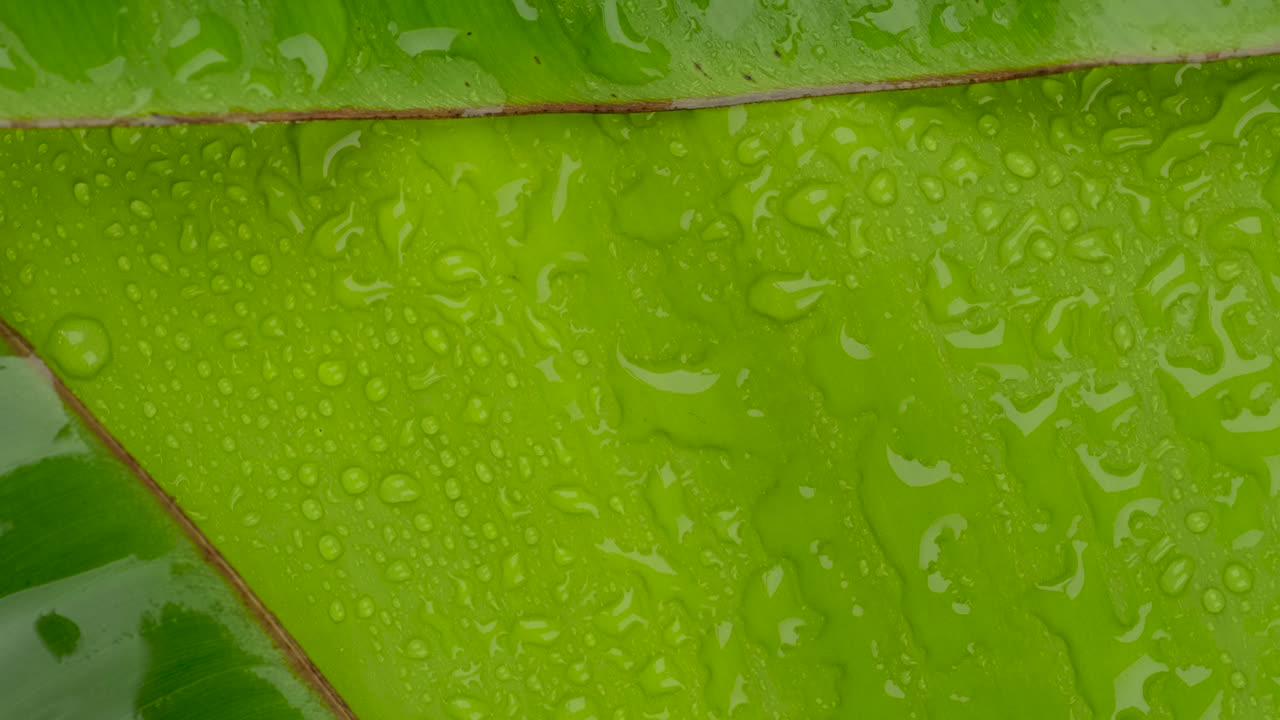 Toma giratoria de la superficie de hojas de plátano verdes