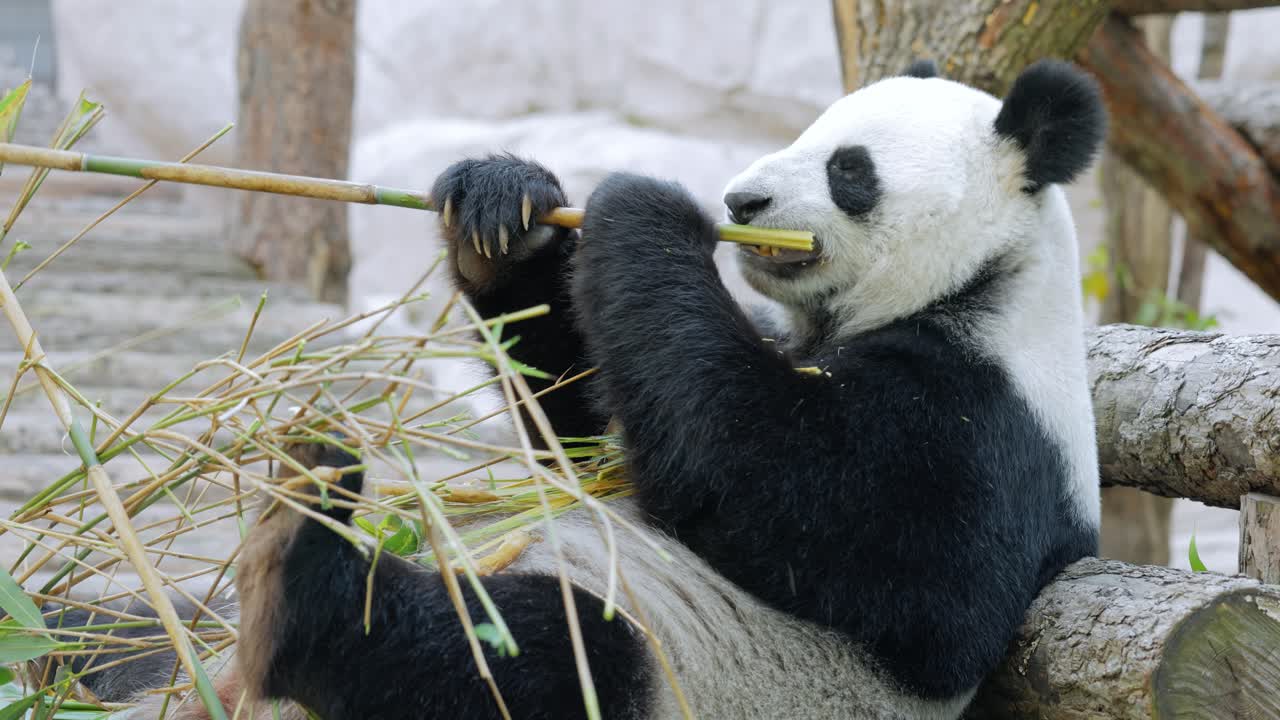 el panda gigante (ailuropoda melanoleuca) también conocido como el oso panda o simplemente el panda, es un oso nativo del sur de china central.