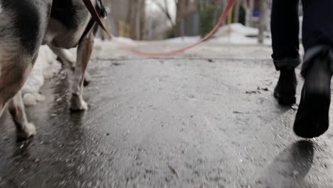 A-dog-and-its-owner-out-for-a-walk-during-the-day