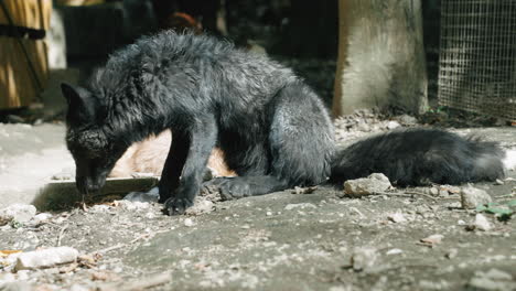 a black fox sitting on the ground at zao fox village, miyagi, japan - close up