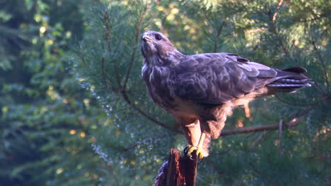 ratonero común comiendo mientras está encaramado en un tocón de árbol en un bosque