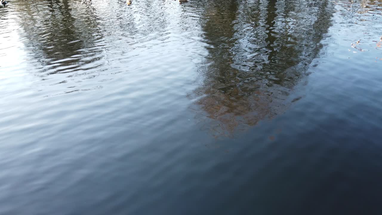 Patos en un estanque. Grabación por la tarde