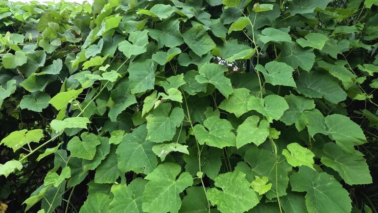 Leaves fluttering in a light breeze