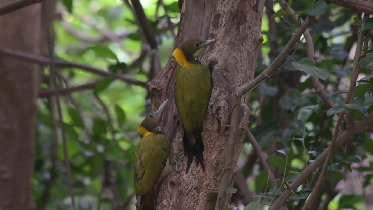 dos individuos que se alimentan de algunas larvas en la corteza del árbol, mayor crisoflegma flavinucha, tailandia