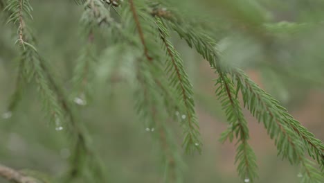 close up shot of spruce tree branches and needles, focus searching with big bokeha