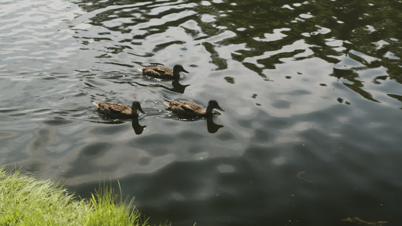 조용 한 호수 에서 수영 하는 오리 들