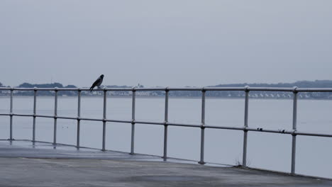 A-hooded-crow-standing-on-a-railing-by-the-water-in-Donaghmede,-Ireland