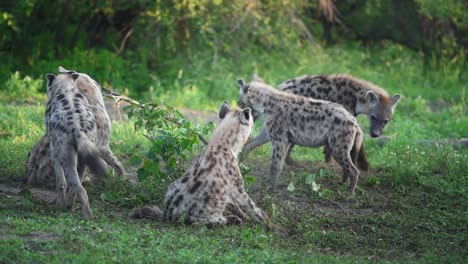 five young spotted hyenas destroying a small tree and interacting with each other in mashatu game reserve, botswana