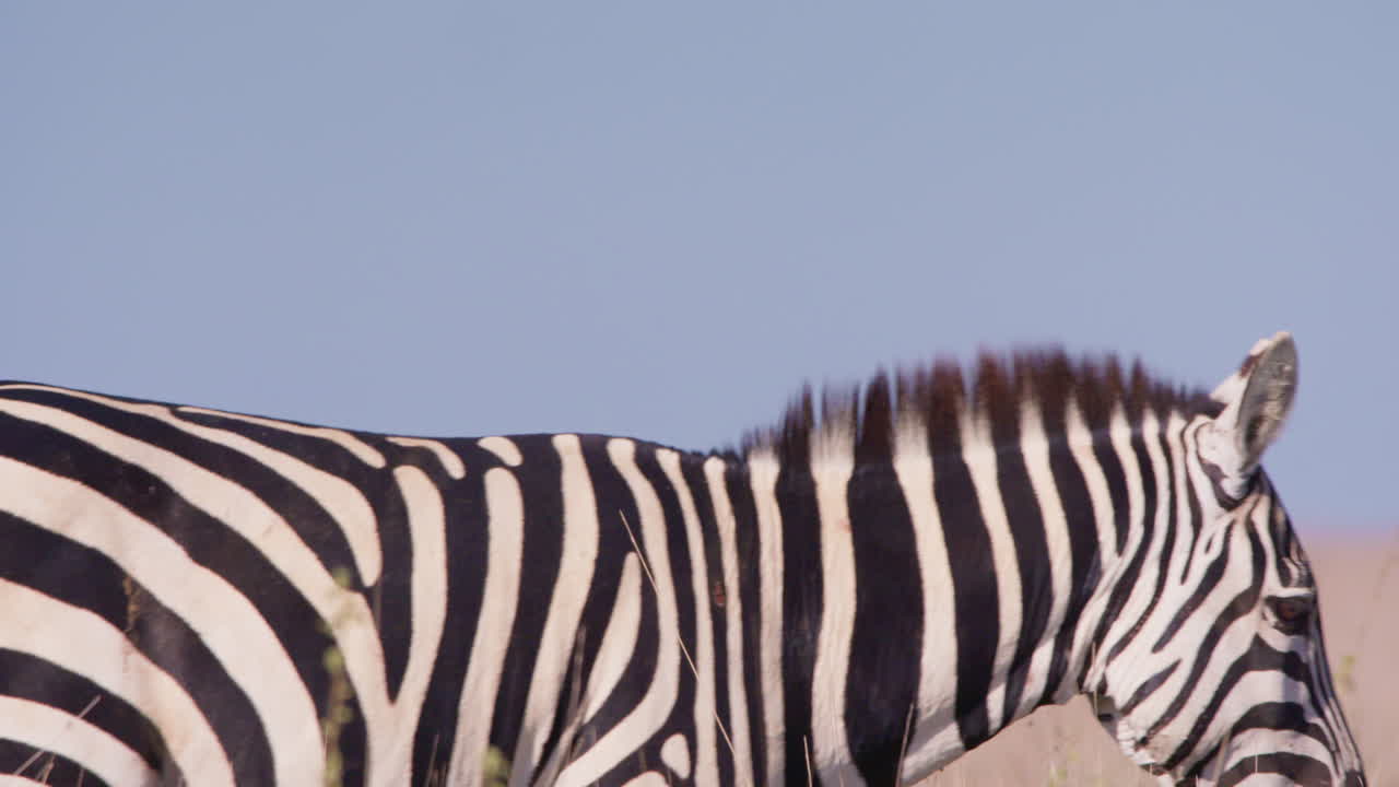 En slettezebras hoved spejder rundt på savannen.