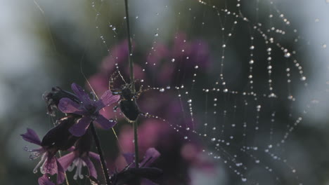 spider on a dewy web amidst purple flowers