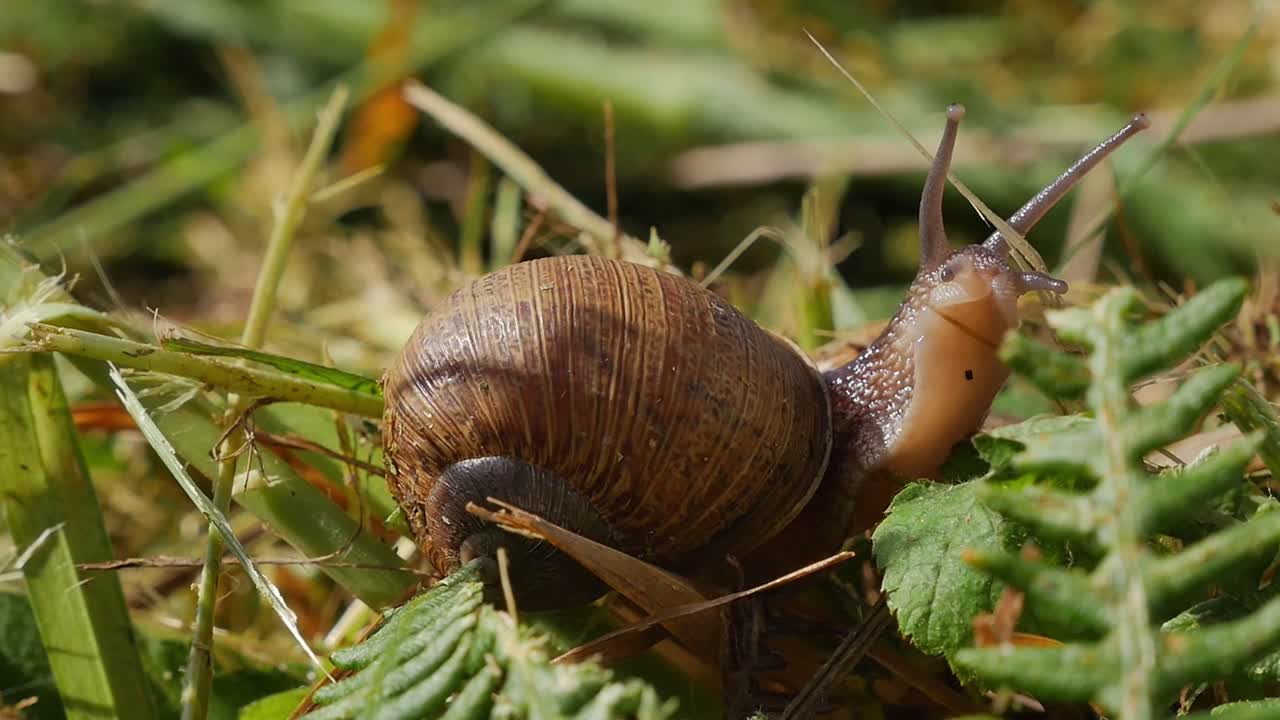 Tiny Snail Climbing Blade of Green Grass in Wild Meadow, Macro Shot