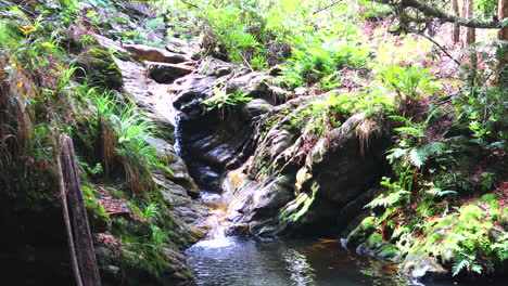 una cascada secreta escondida en lo profundo del bosque de knysna