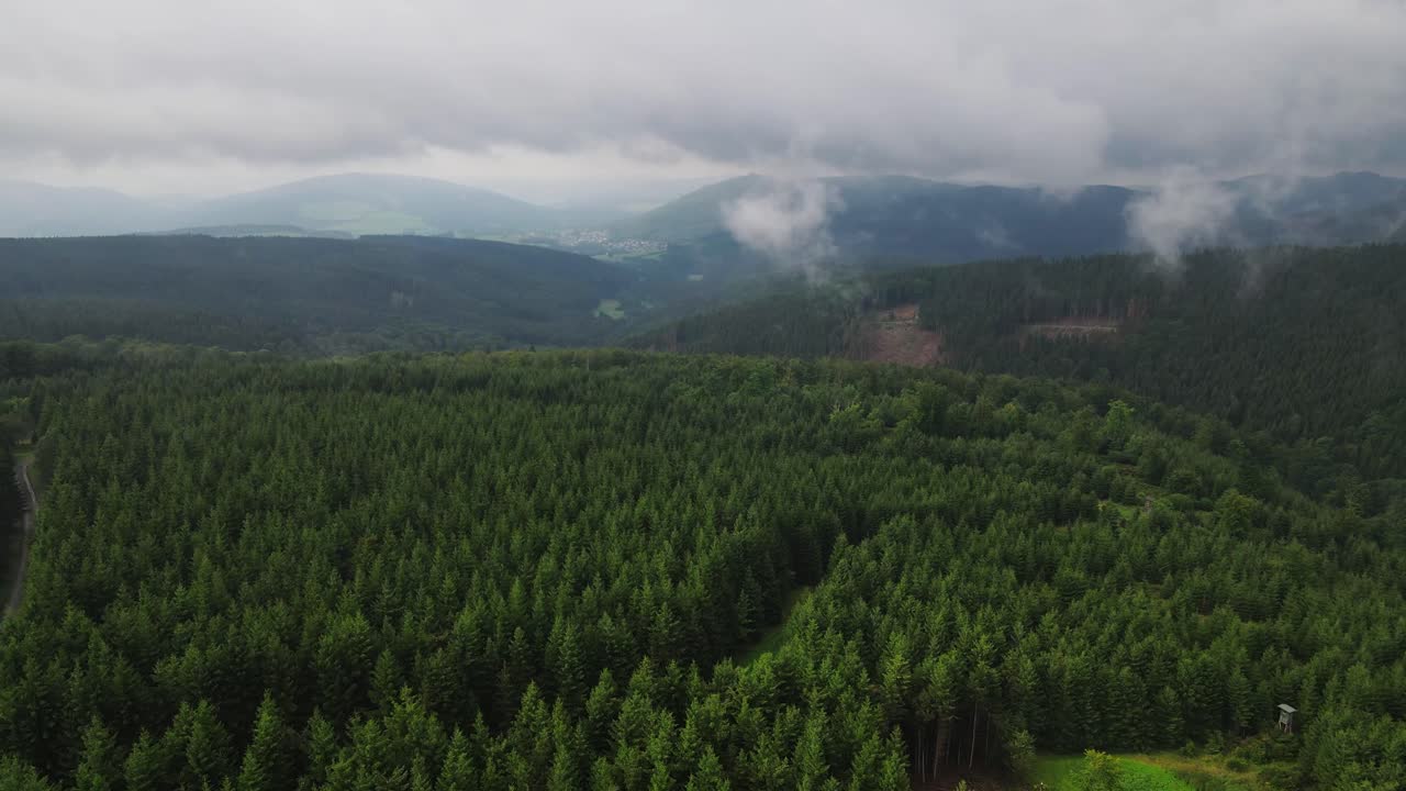 Aerial Drone View Flight over pine tree forest in Germany