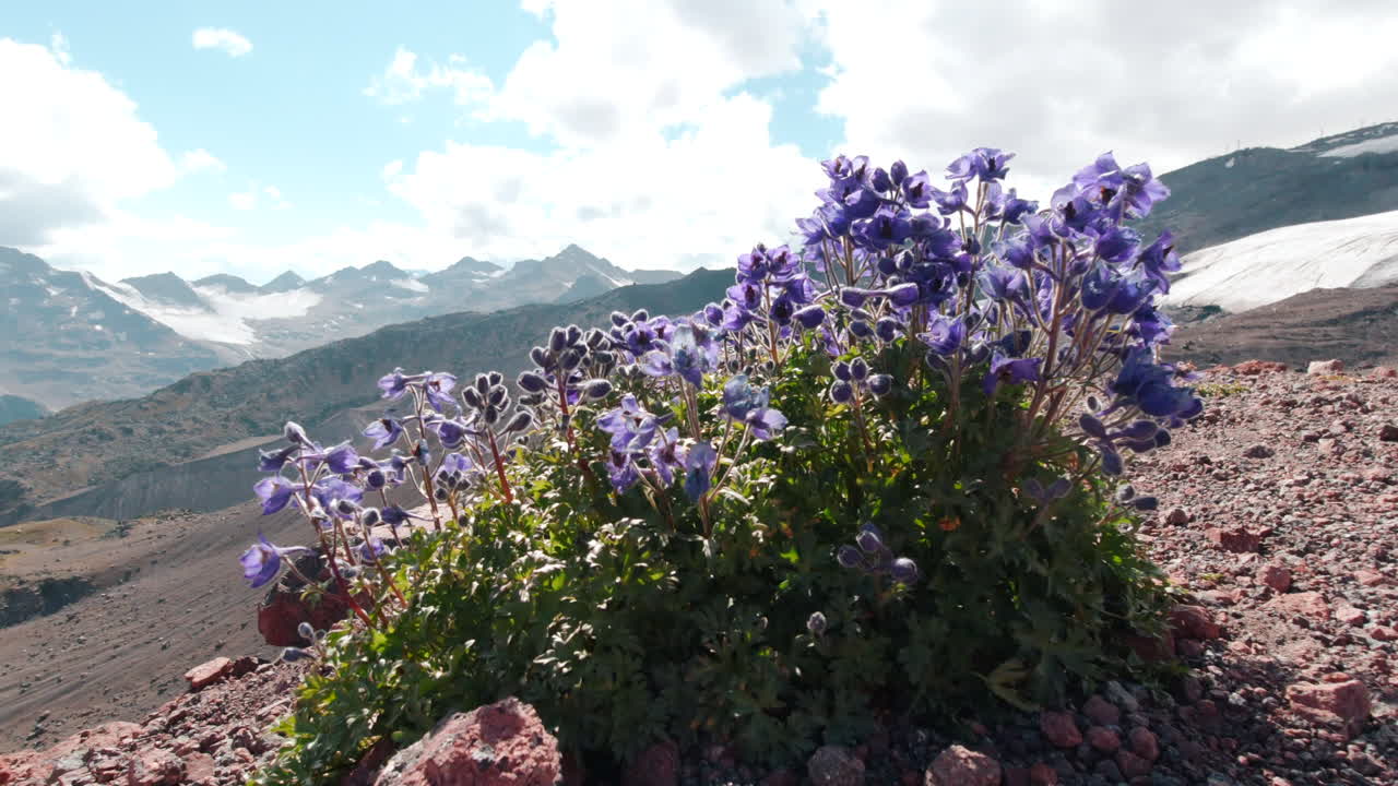 Purple Flowers Blooming on Mountainside