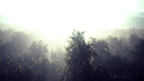 Morgennebel-Im-Dichten-Tropischen-Regenwald