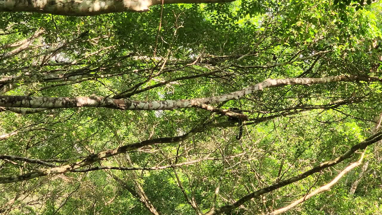 파나마 흰머리카푸친회가 장소에서 벗어난 곳을 찾아 나뭇가지를 따라 달린다