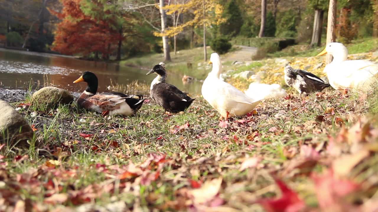 ⁇ 은 가을 날 에 오리 호수