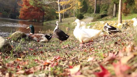 Lago-De-Los-Patos-En-Un-Día-Soleado-De-Otoño