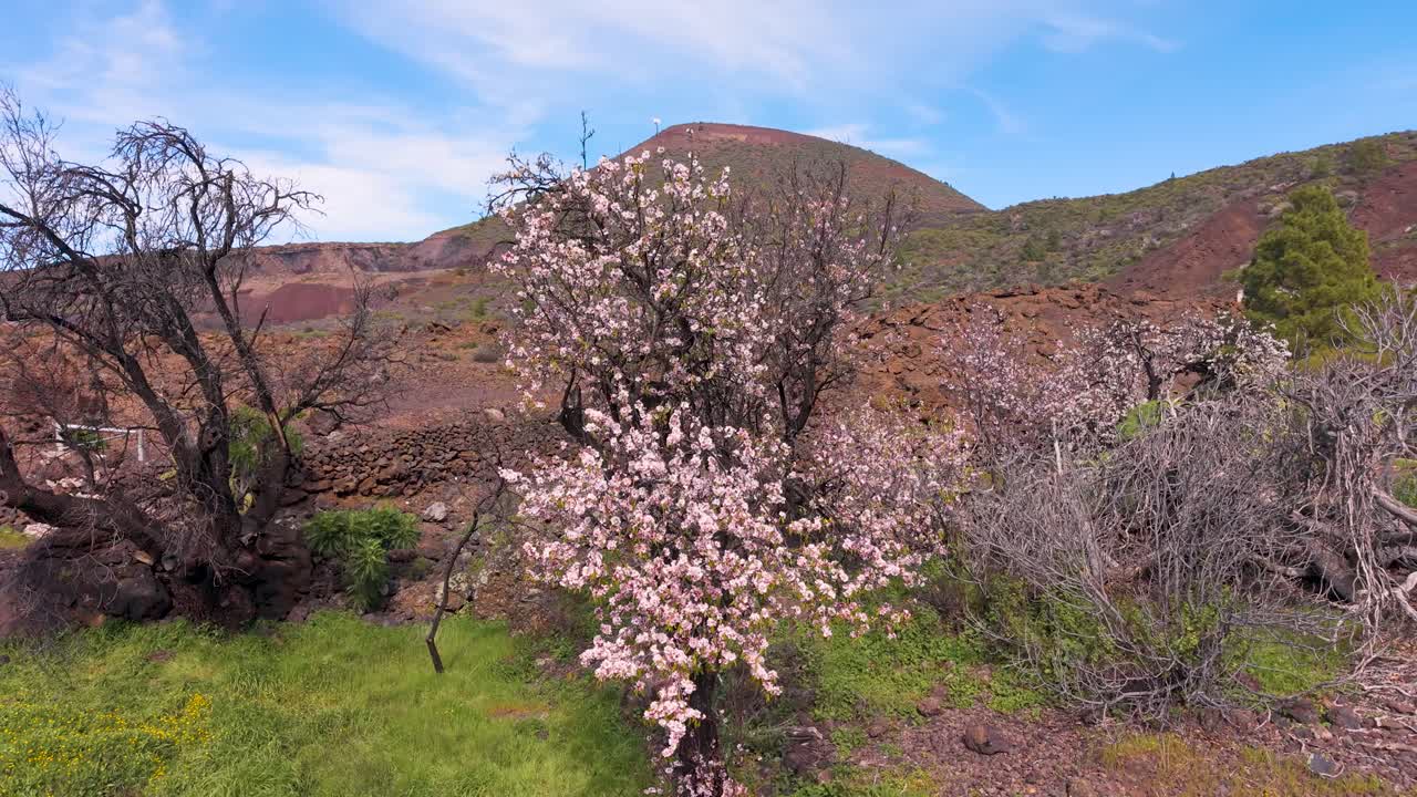 Blooming almond trees on Tenerife's lava fields with scenic views