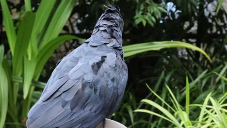 cockatoo preening feathers in a natural setting