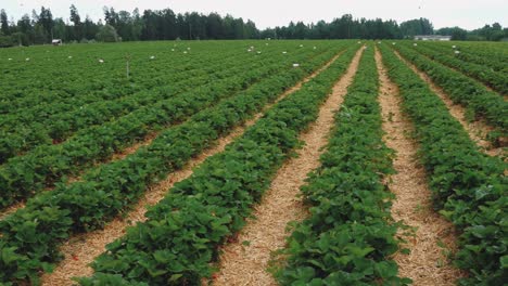 Estera-De-Paja-De-Campo-De-Fresas