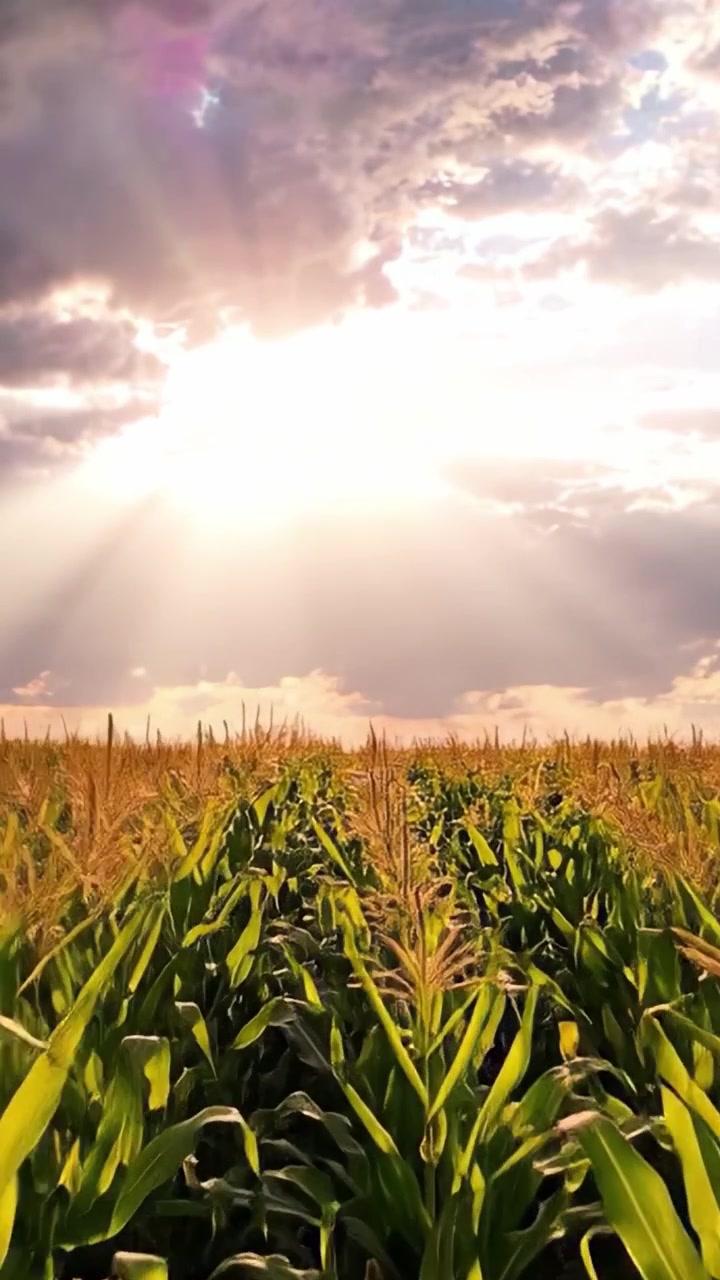 A Stunning Sunrise Over Lush Cornfields: Nature's Beauty Unveiled in a Mesmerizing Display of Light and Growth